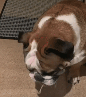 哈哈哈哈哈哈哈!话说这些狗砸也太搞笑了吧!