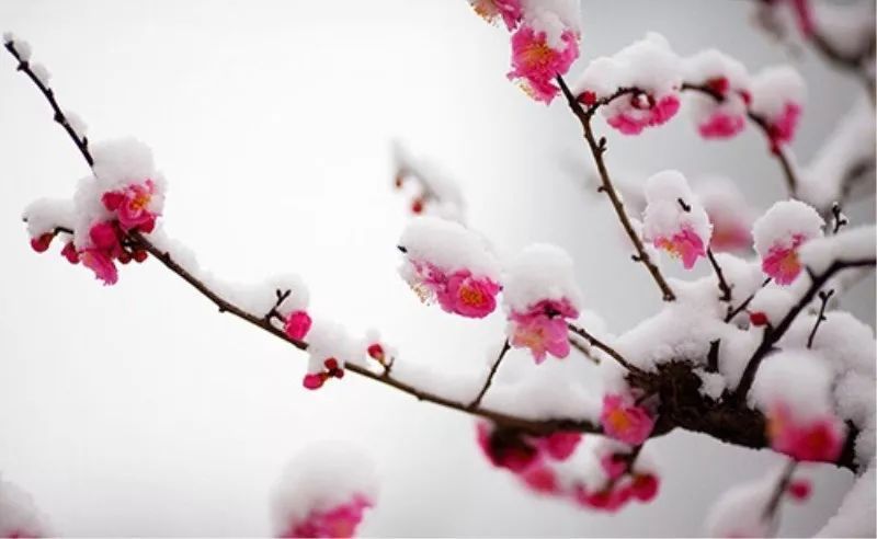 李树林,新韵,梅花,庭院