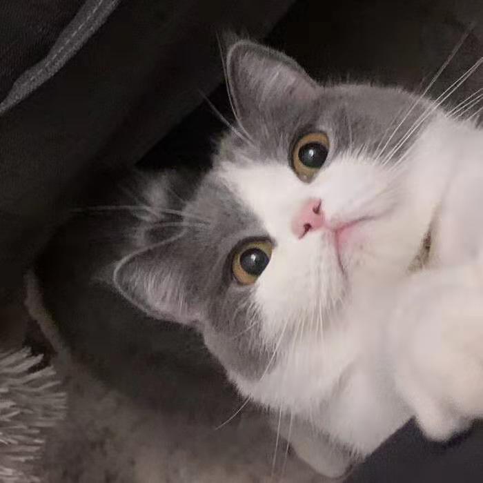 宠物,治愈,猫狗,喵星人,汪星人