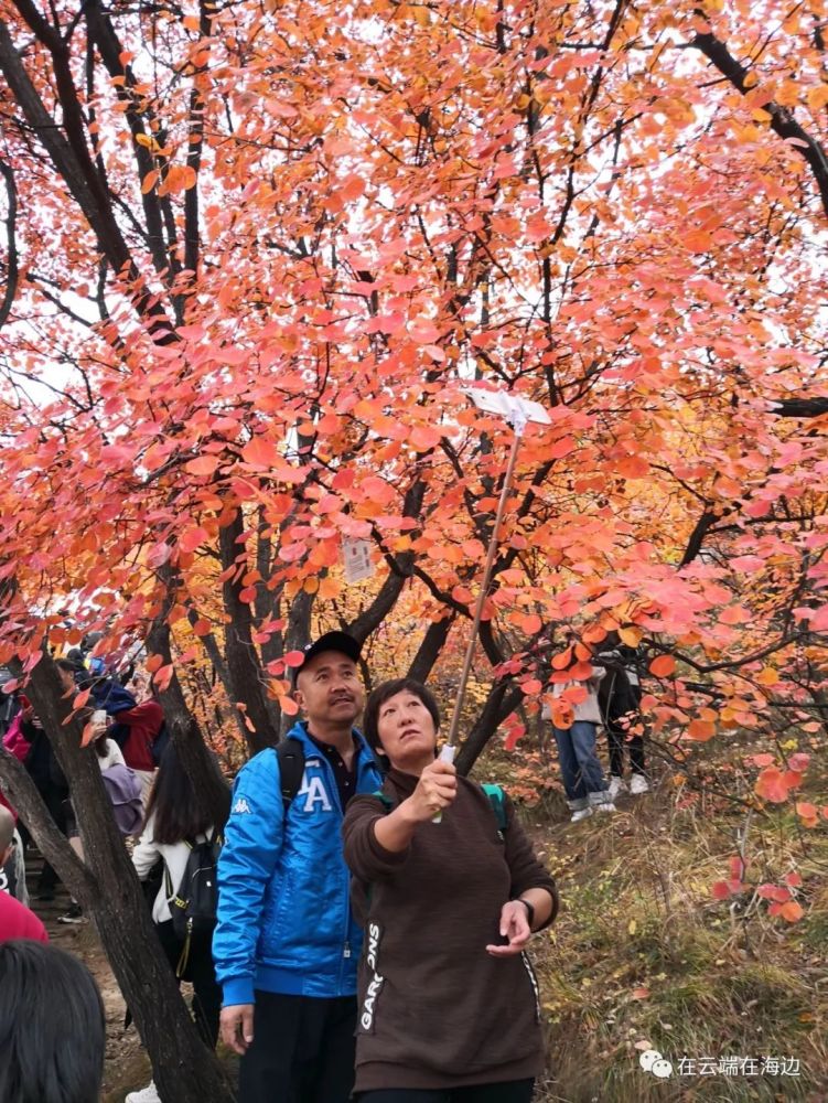 赏北京最美红叶,坡峰岭