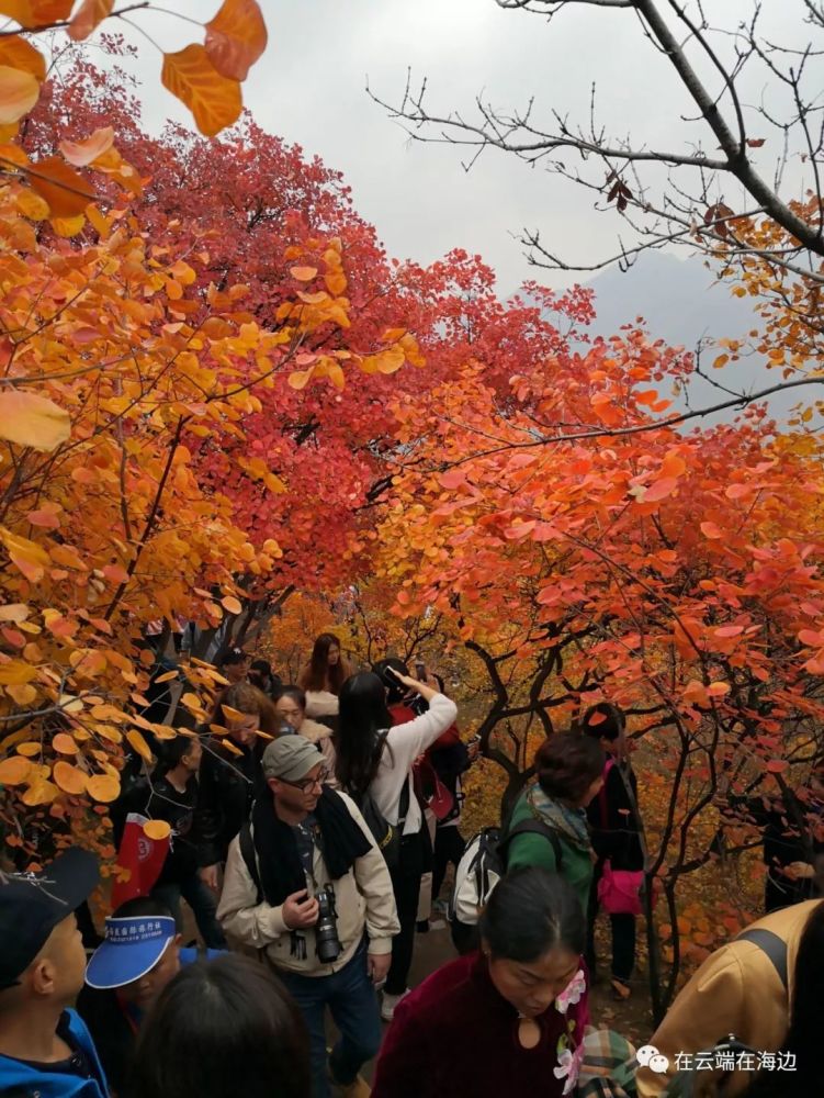 赏北京最美红叶,坡峰岭
