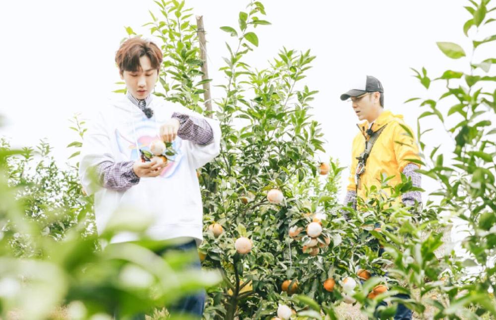 林依轮和汪苏泷做了无意义的事情,正应了汪涵曾经的一句话