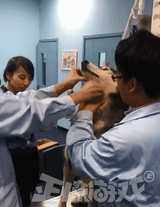 正惊gif:一招辨别南北方!美女同学吃雪糕,舌头为何不能动弹?