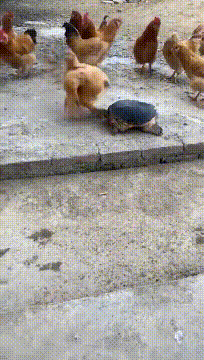 搞笑gif:非要玩这床,其实一点都不好,用不上力气