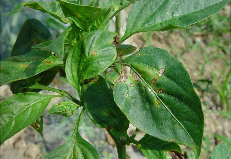 辣椒,病虫害,蔬菜,施肥,虫害,氮肥