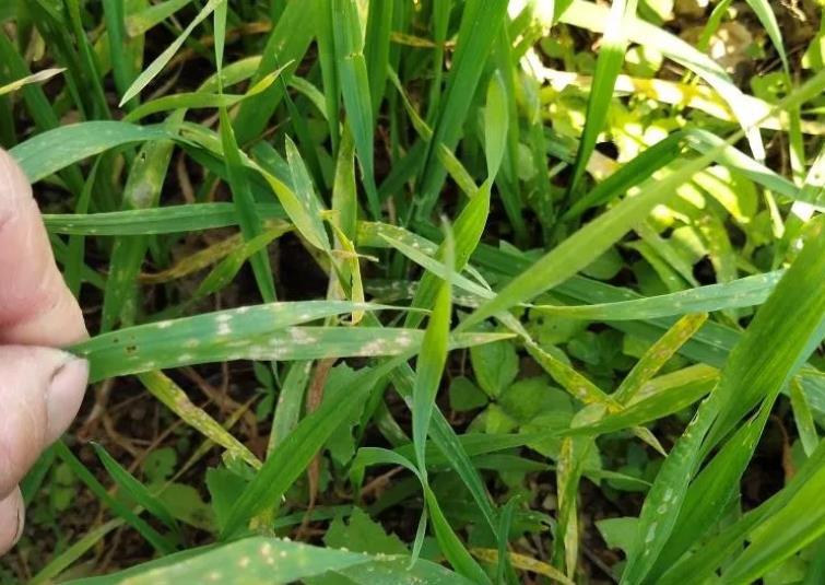 小麦苗期病害多,与氮肥施用过多有关系,种植户预防为主