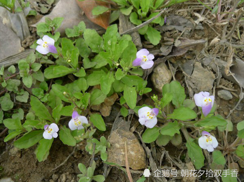 农村常见的野草,看起来不起眼,殊不知有很多妙用