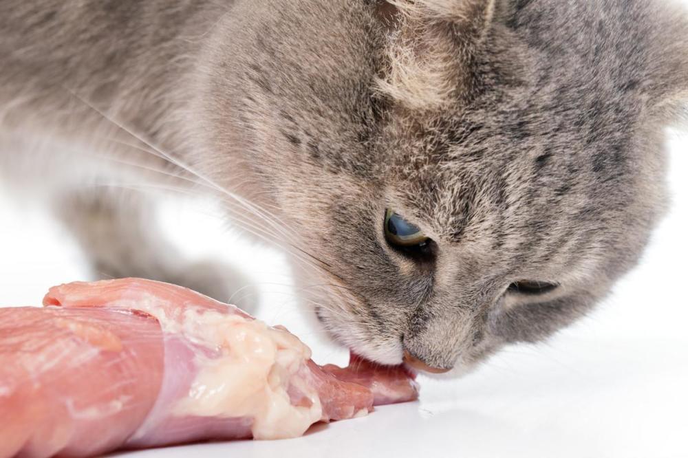 别闹了,如果不给猫吃肉,猫会吃掉自己