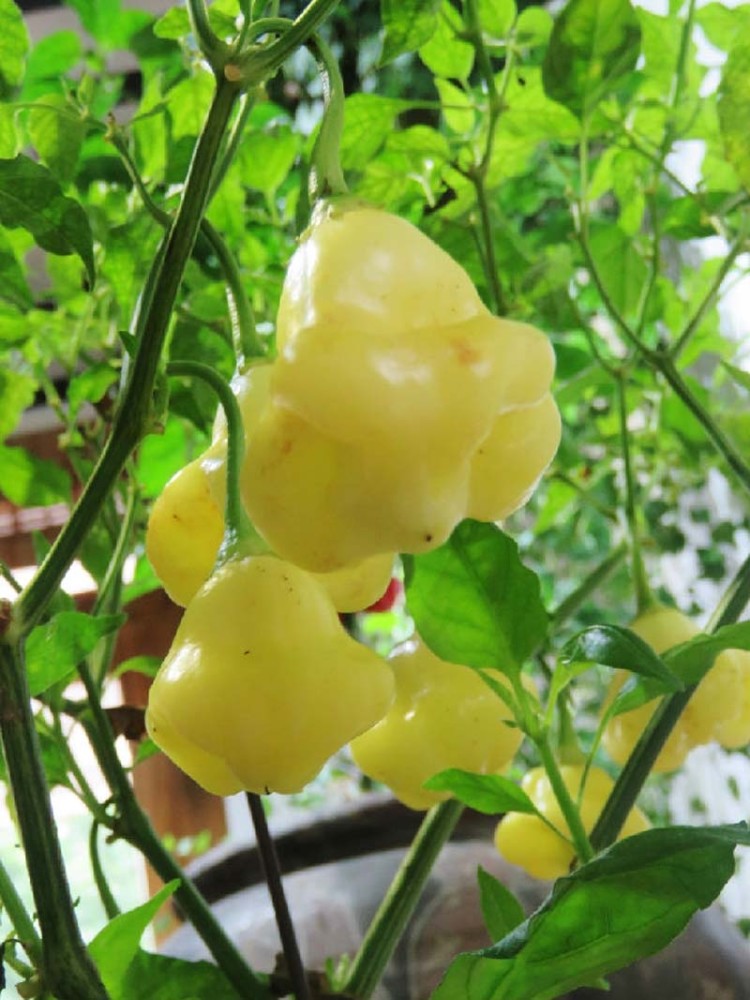 千奇百怪的观赏辣椒您见过多少?看后会让你大饱眼福想