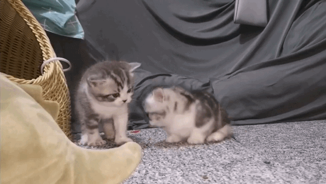 在家闲出屁的铲屎官们,开始教猫斗地主打麻将了