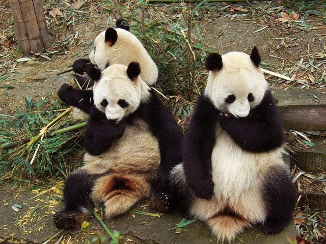 中国历史上十大濒临灭绝的珍稀动物排行榜