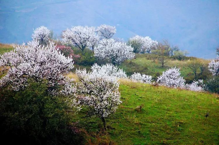 伊犁地区,大西沟,福寿山,新源县