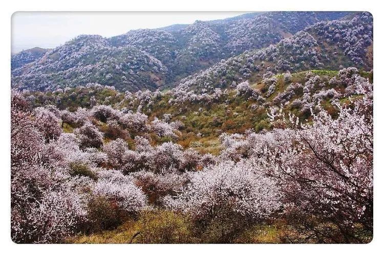 伊犁地区,大西沟,福寿山,新源县