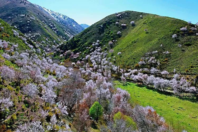 伊犁地区,大西沟,福寿山,新源县