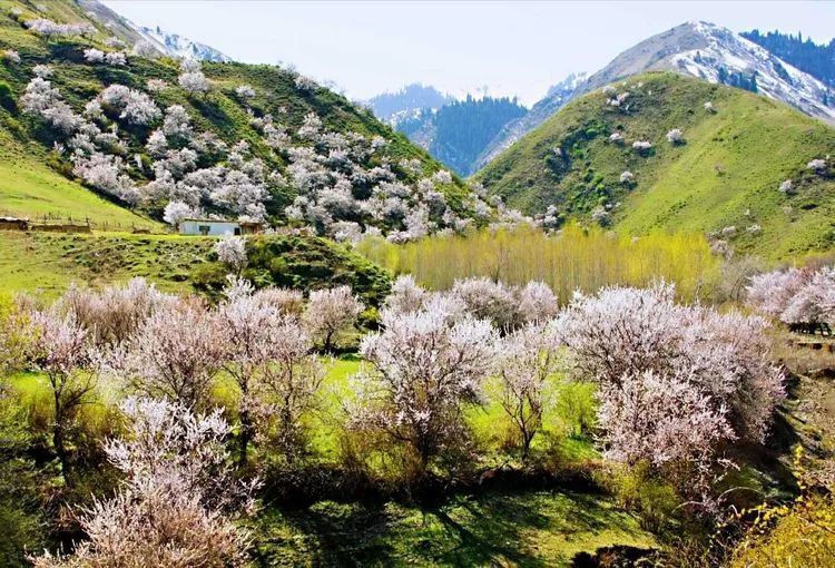 伊犁地区,大西沟,福寿山,新源县