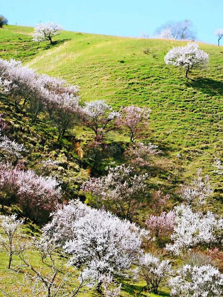 伊犁地区,大西沟,福寿山,新源县