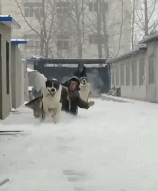 狗狗,遛狗