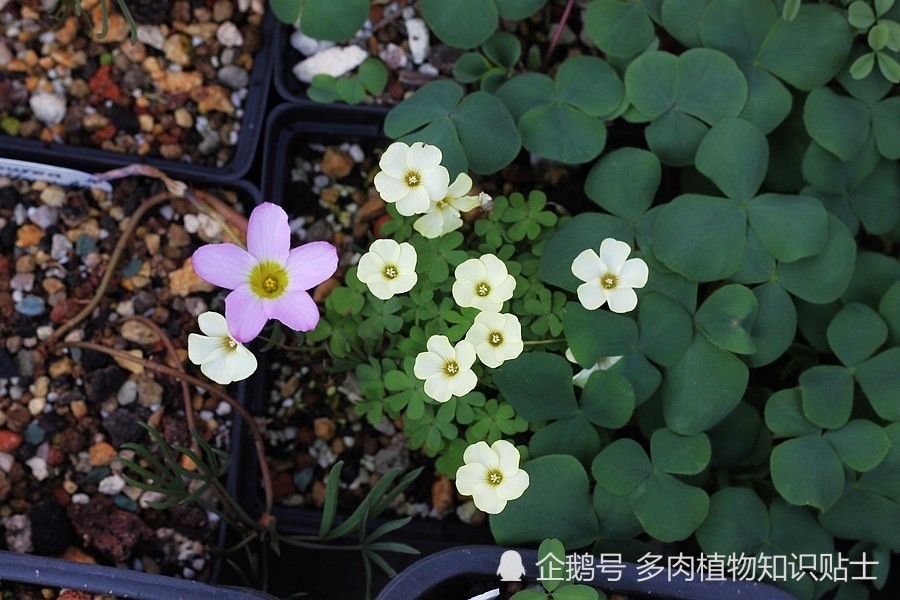 盆栽,酢浆草,冬天,花卉,绿植