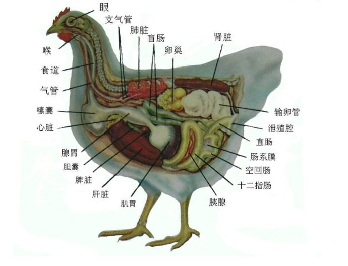 4,鸡无淋巴结 鸡没有成形的淋巴结,淋巴系统不健全,病原体在体内的