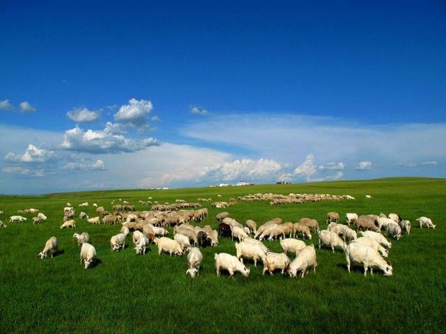 内蒙古大草原牛羊成群,为什么没有老虎生存?这三点你万万想不到