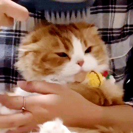 268_268gif 动态图 动图