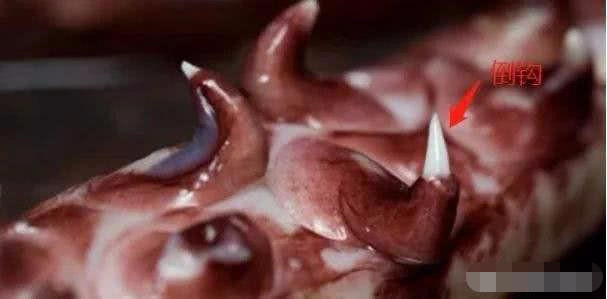 大王酸浆鱿体长超过10米,为什么人类不吃?