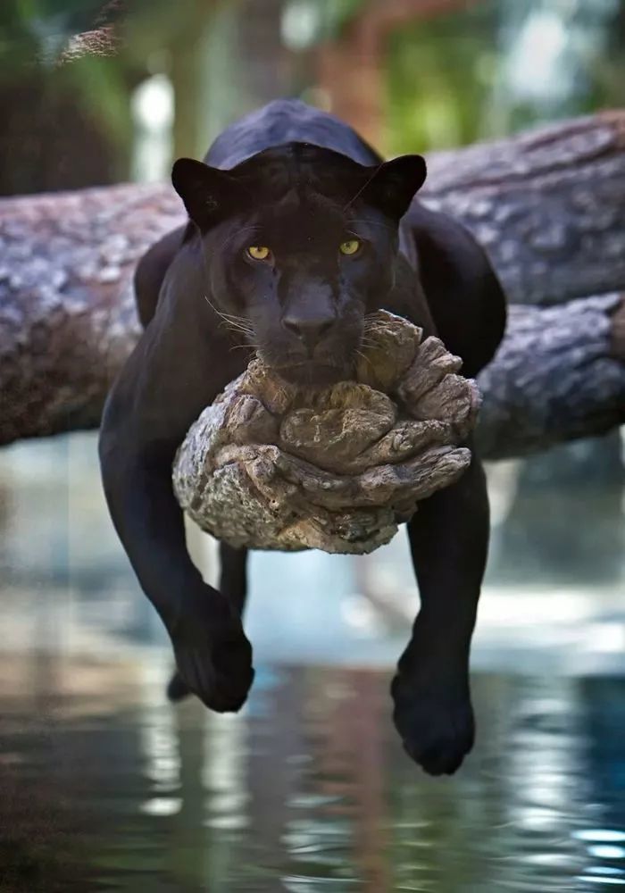 原来,黑豹就是xxxxl号的黑猫啊!