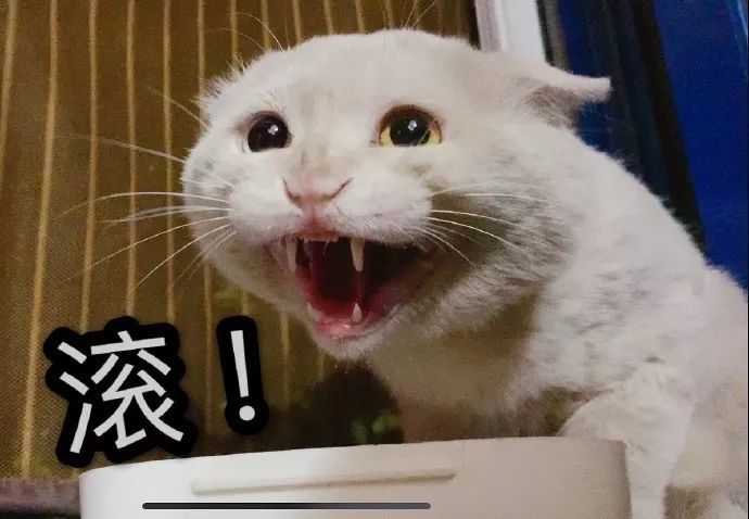 表情包:小猫咪暴躁表情包