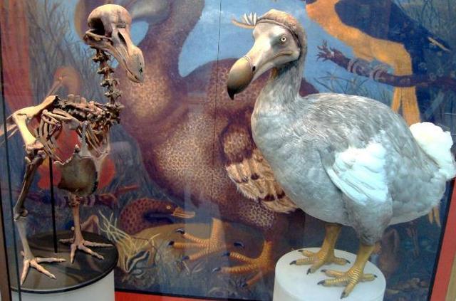 想靠头颅标本"复活"?聊聊渡渡鸟的悲惨灭绝史