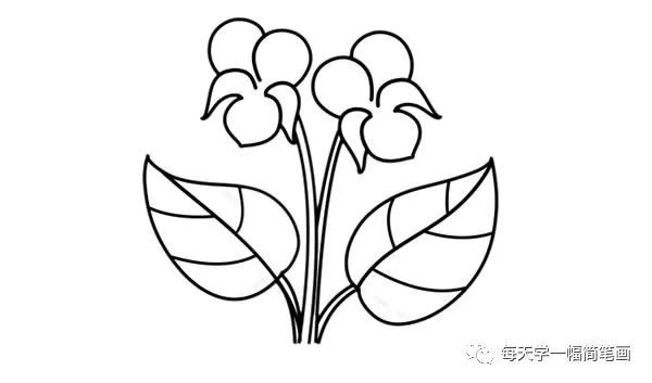 每天学一幅简笔画-紫罗兰盆栽简笔画彩色画法步骤图片