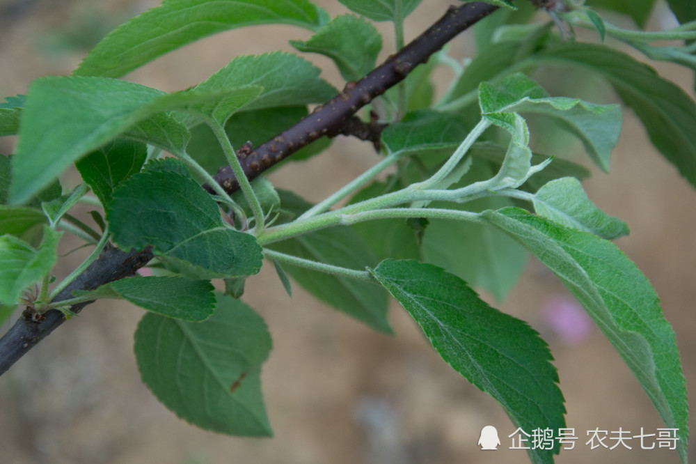 树萌芽的时候,我们才会发现,很多的花芽变成了叶芽,从而对苹果的产量