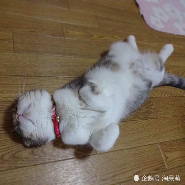 铲屎官在家能有多无聊,可能就如这只小猫咪一样吧!