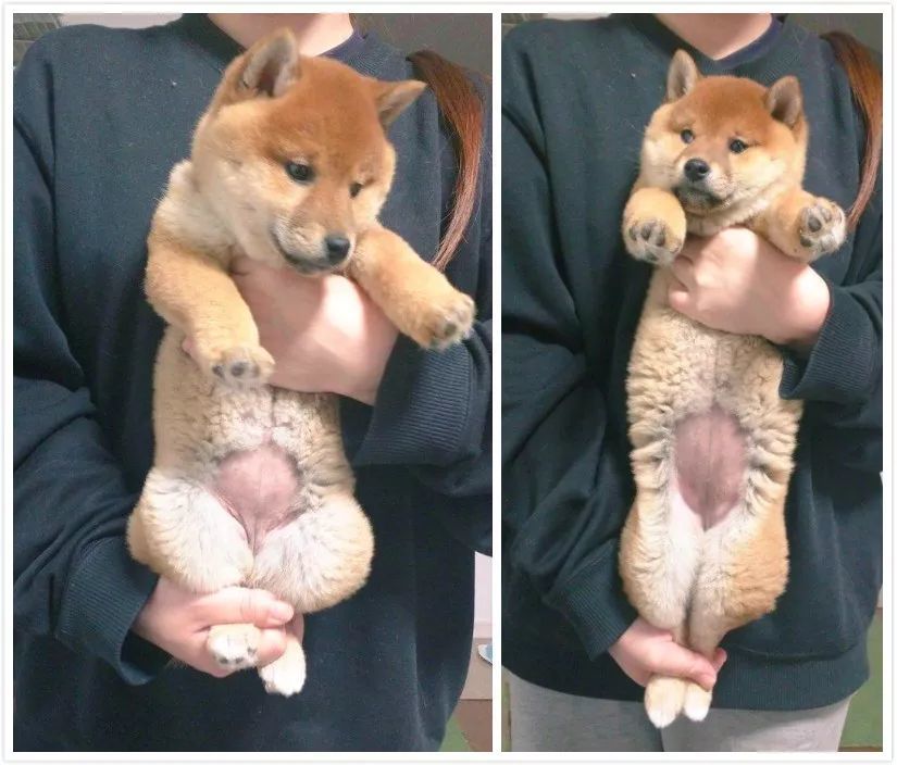 柴犬,猫咪,猫奴,铲屎官,橘猫