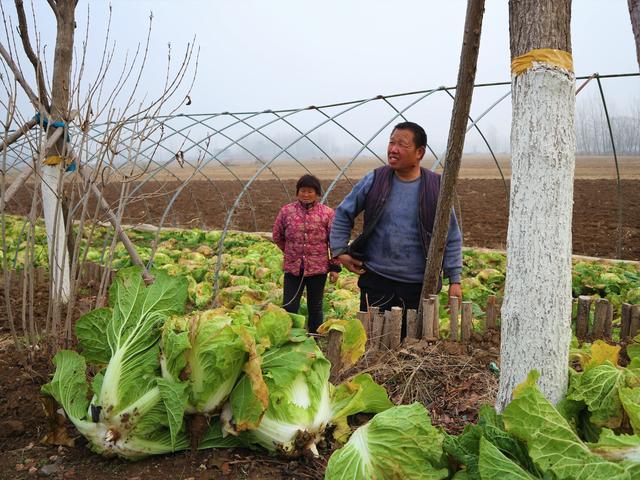 农民种植一种蔬菜,2亩收入6千元,为什么坚持继续种植?