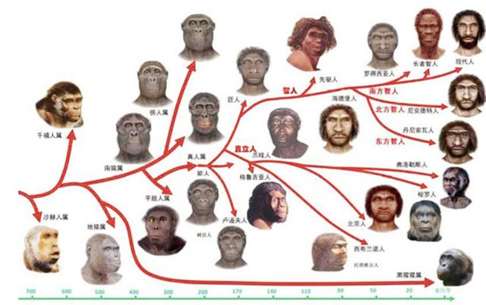 在地球上曾生活过许多人种,为什么今天只剩下了智人种