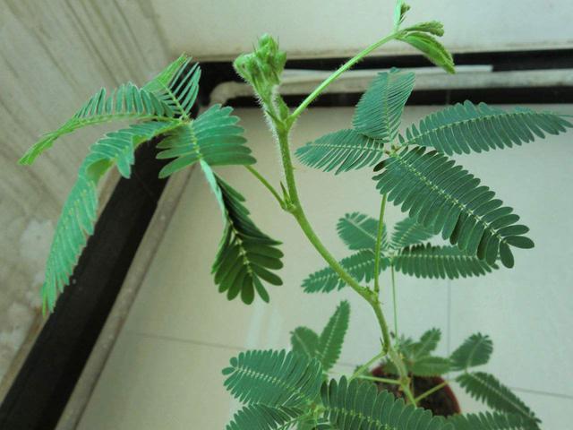 一波花卉:含羞草养护方法,新手也能轻松养好含羞草