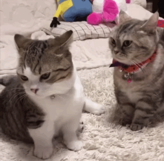 最新斗图表情包够沙雕吗