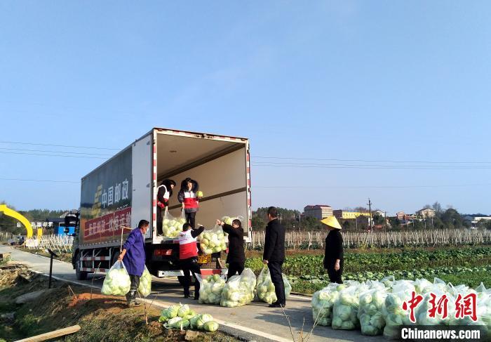 蔬菜装车. 刘凤勇 摄