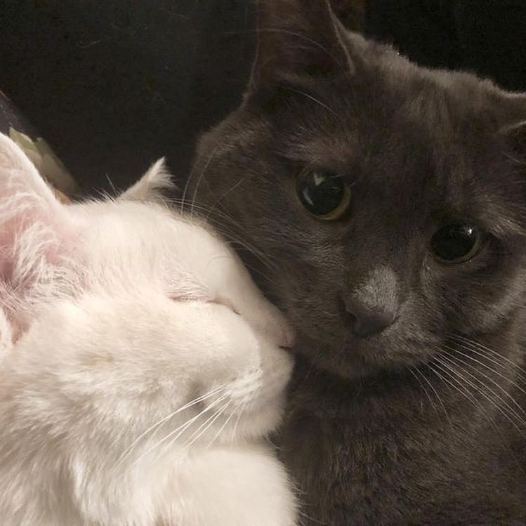 猫咪情头来一波