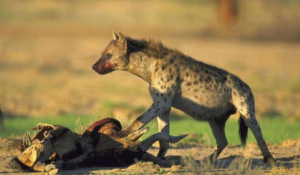 鬣狗常从其它动物嘴下抢食,不怕被反杀吗?它们选择的时机太精准