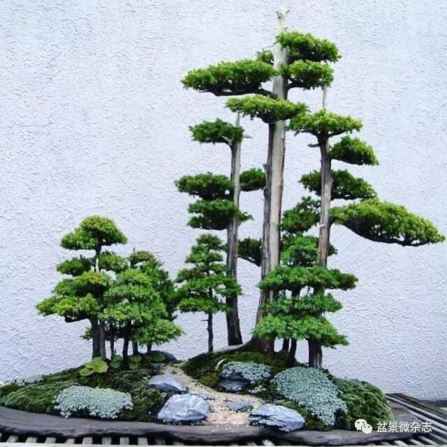 藏林于心——丛林盆景布局之法