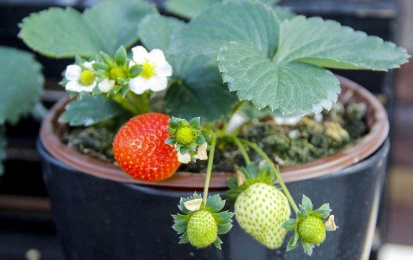 新手种草莓,做到这四点就坐等大丰收吧