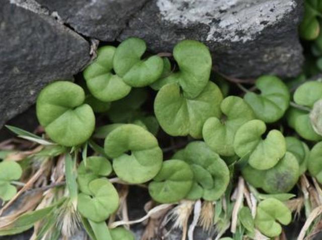 低矮,不显眼的"1种草",被称为"马蹄金",殊不知宝贵,值钱