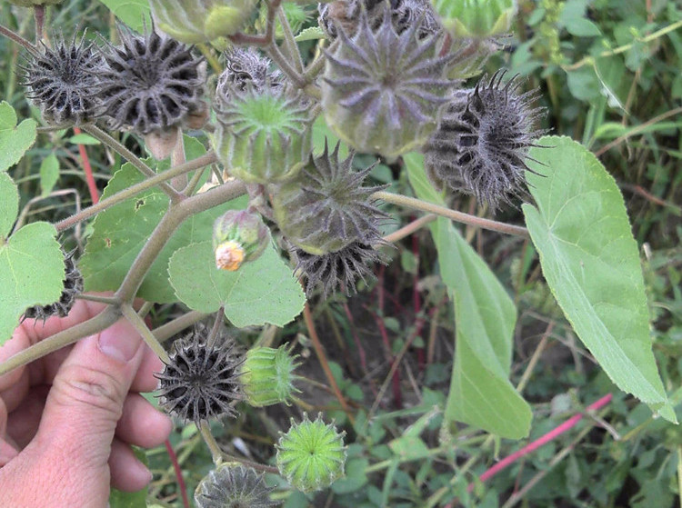 农村这种野草,因外形独特被人记住,如今是具有很高药用价值的中草药!