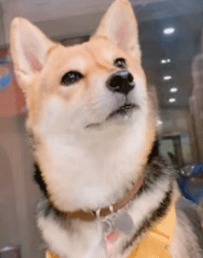 真目瞪狗呆!少女柴犬见帅哥医生,15秒不眨眼还流出了一坨口水
