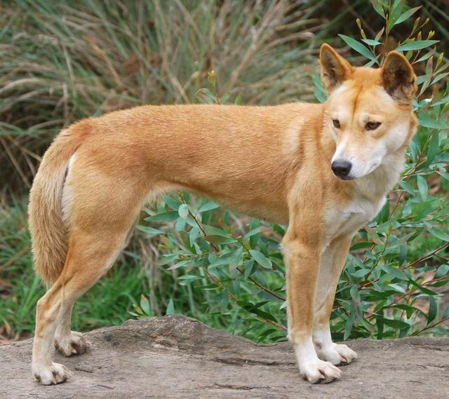 澳洲野犬/丁格犬