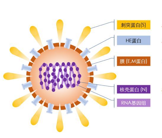 病毒,新型冠状病毒,冠状病毒,蛋白