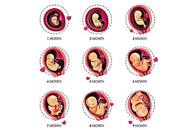 一个宝宝的出生,要先经历"十月怀胎"的孕育过程,在这十个月里,不仅