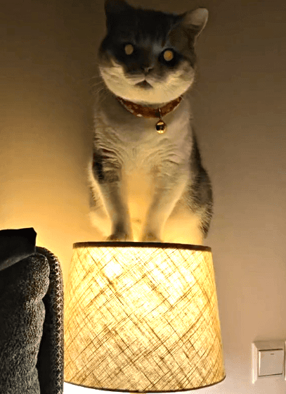 猫咪,铲屎官