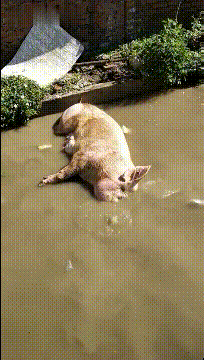 搞笑gif:昨晚成功表白的女朋友,我是不是可以在校园横着走了